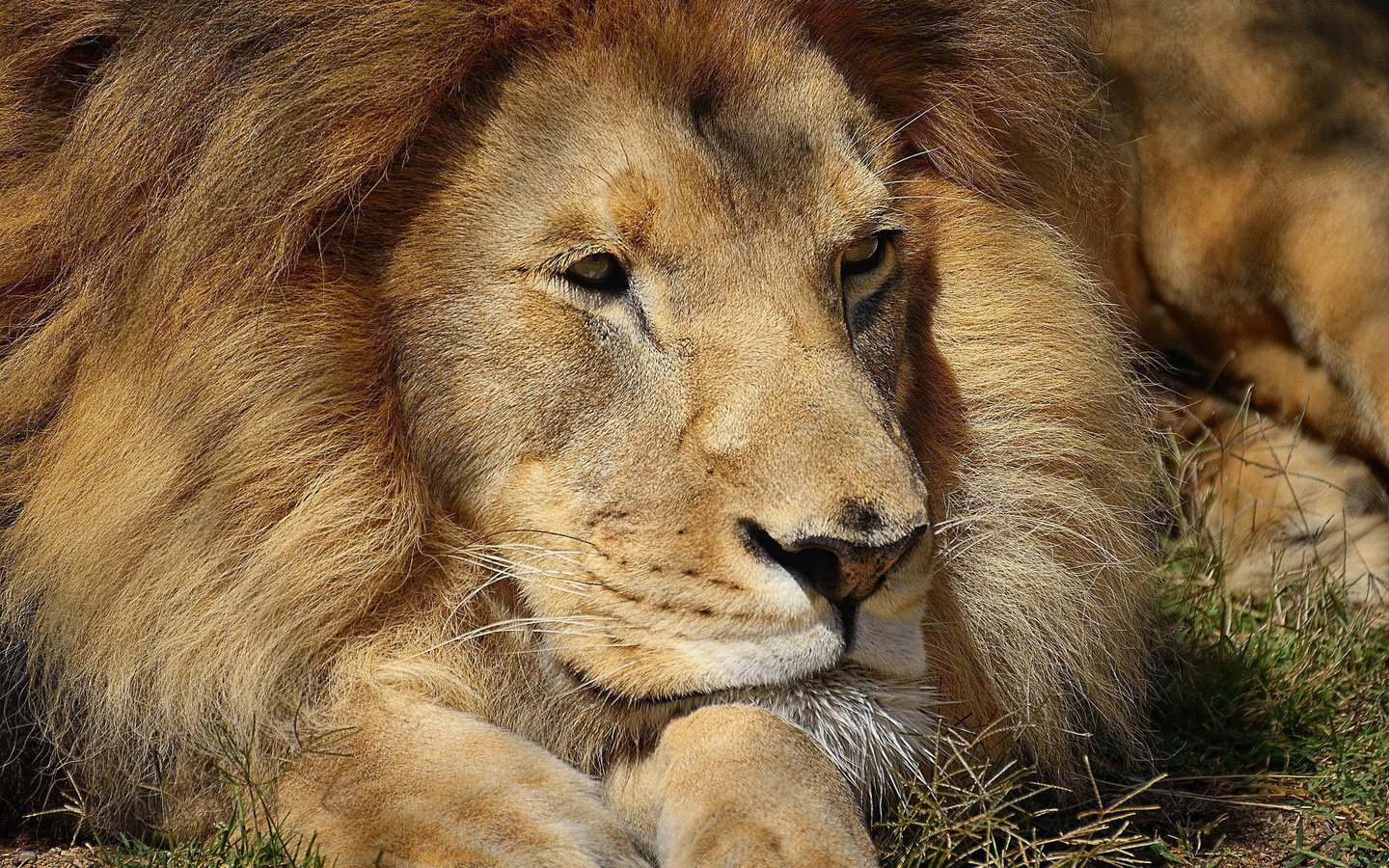 Обои африка, хищник, красивый, лев, грива, львёнок, africa, predator, beautiful, leo, mane, lion разрешение 1920x1200 Загрузить