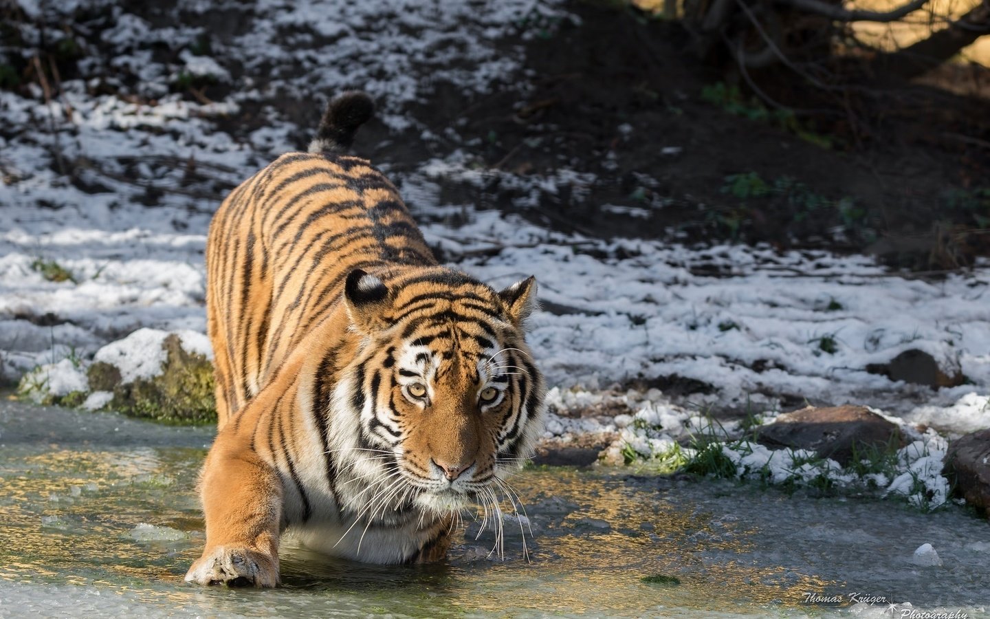 Обои тигр, холод, морда, лапа, вода, дикая кошка, снег, амурский тигр, зима, лёд, водоем, хищник, tiger, cold, face, paw, water, wild cat, snow, the amur tiger, winter, ice, pond, predator разрешение 2048x1365 Загрузить
