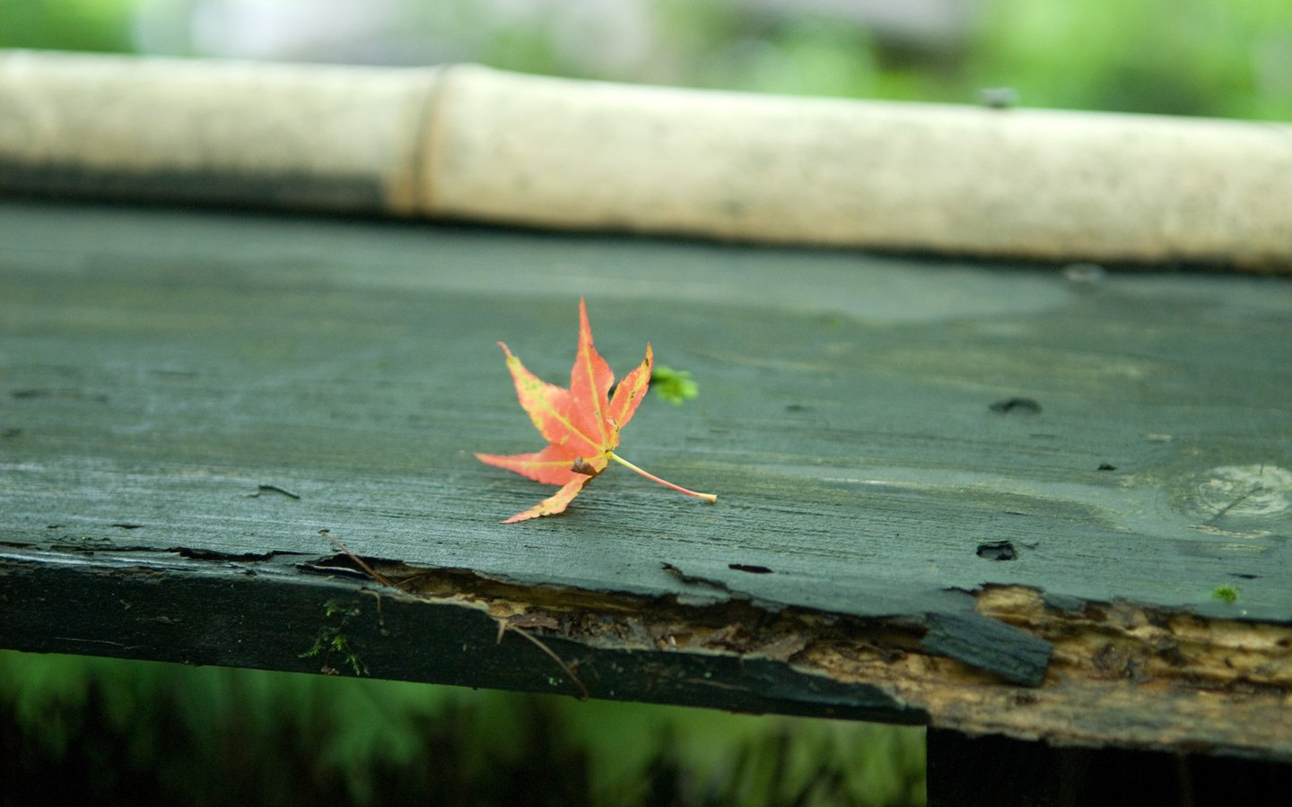 Обои осень, лист, скамейка, кленовый лист, autumn, sheet, bench, maple leaf разрешение 2560x1600 Загрузить