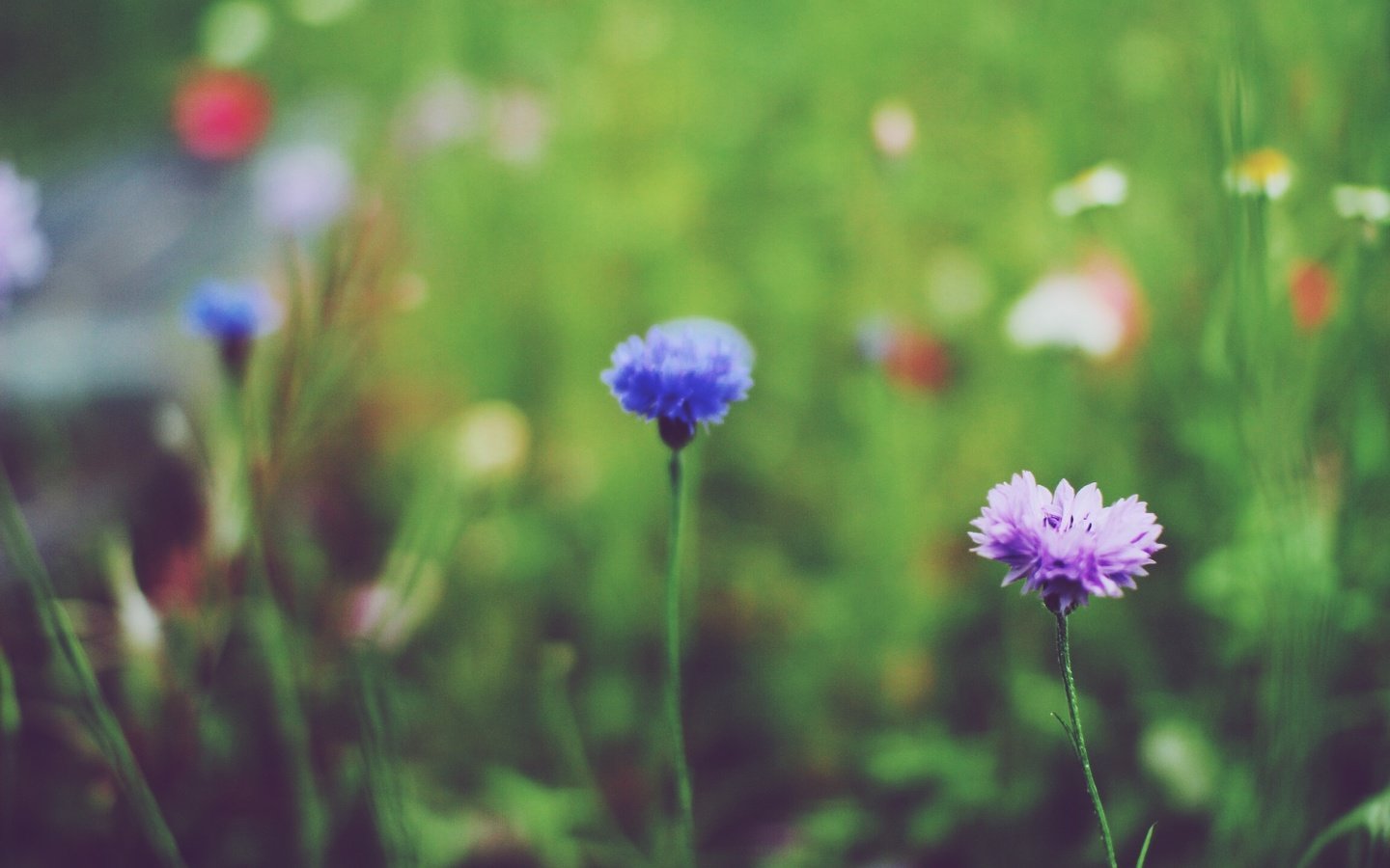 Обои цветы, синий, лепестки, лиловый, васильки, полевые цветы, сиреневый, flowers, blue, petals, purple, cornflowers, wildflowers, lilac разрешение 2304x1536 Загрузить