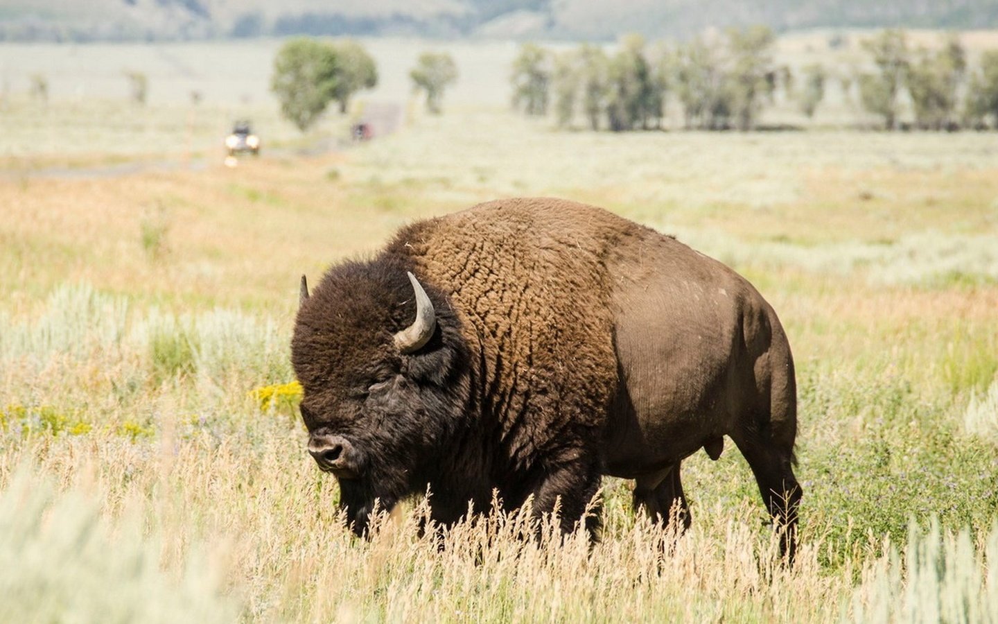 Обои природа, пейзаж, рога, бизон, plains bison, степной бизон, буффало, nature, landscape, horns, buffalo разрешение 1920x1080 Загрузить