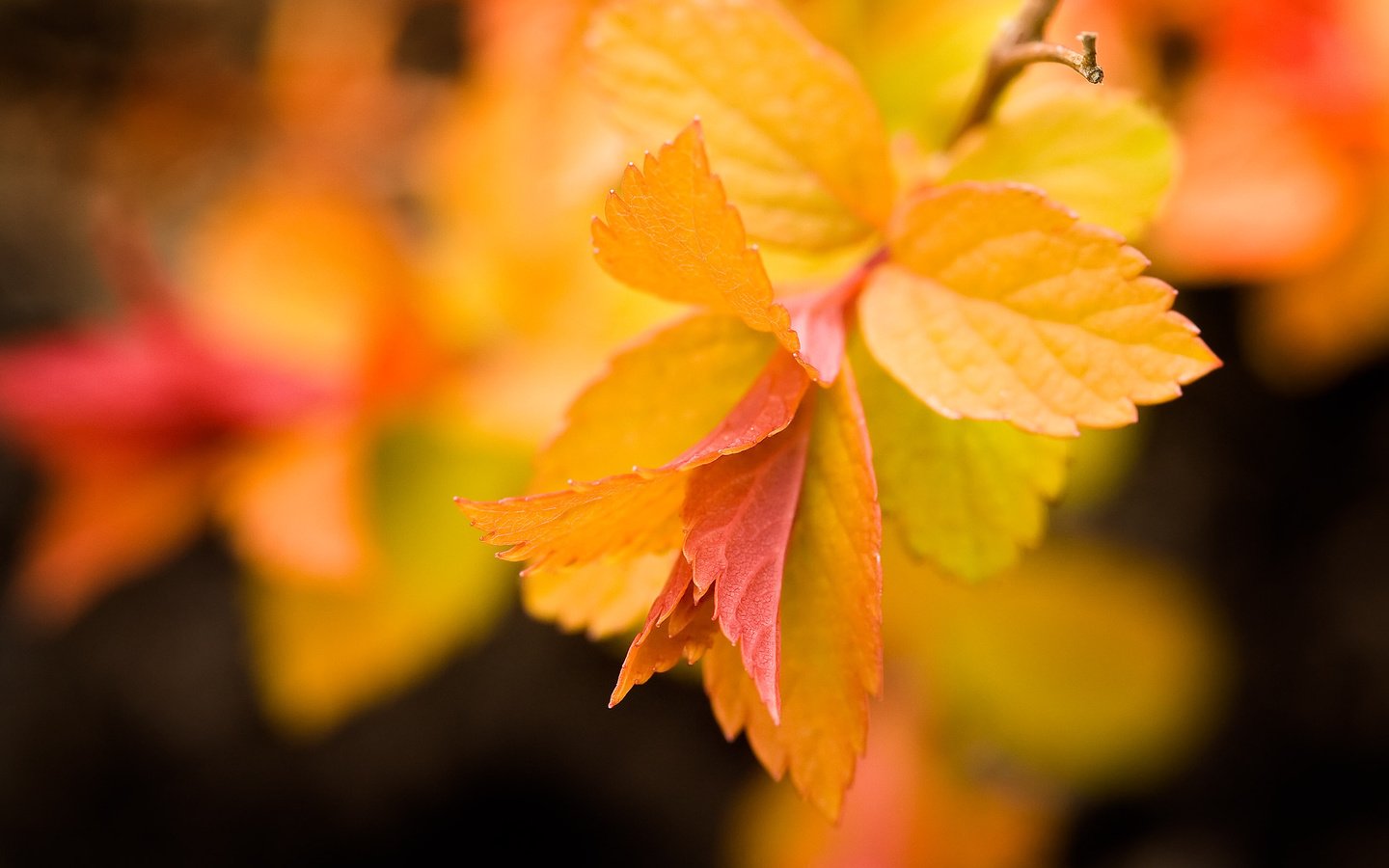 Обои листья, макро, фон, осень, желтые, ветвь, leaves, macro, background, autumn, yellow, branch разрешение 2560x1600 Загрузить