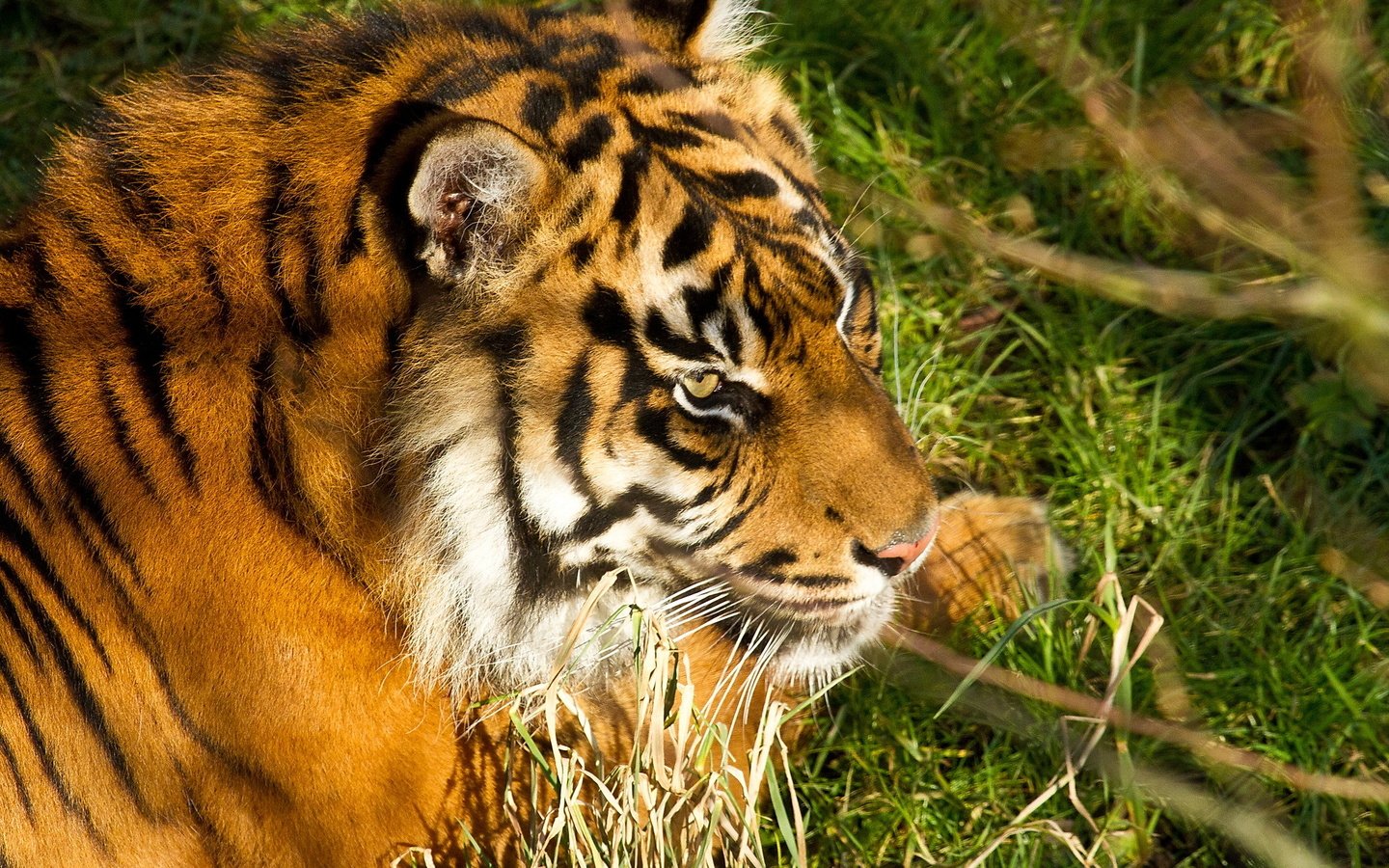 Обои тигр, морда, трава, хищник, большая кошка, отдых, амурский тигр, tiger, face, grass, predator, big cat, stay, the amur tiger разрешение 2048x1365 Загрузить