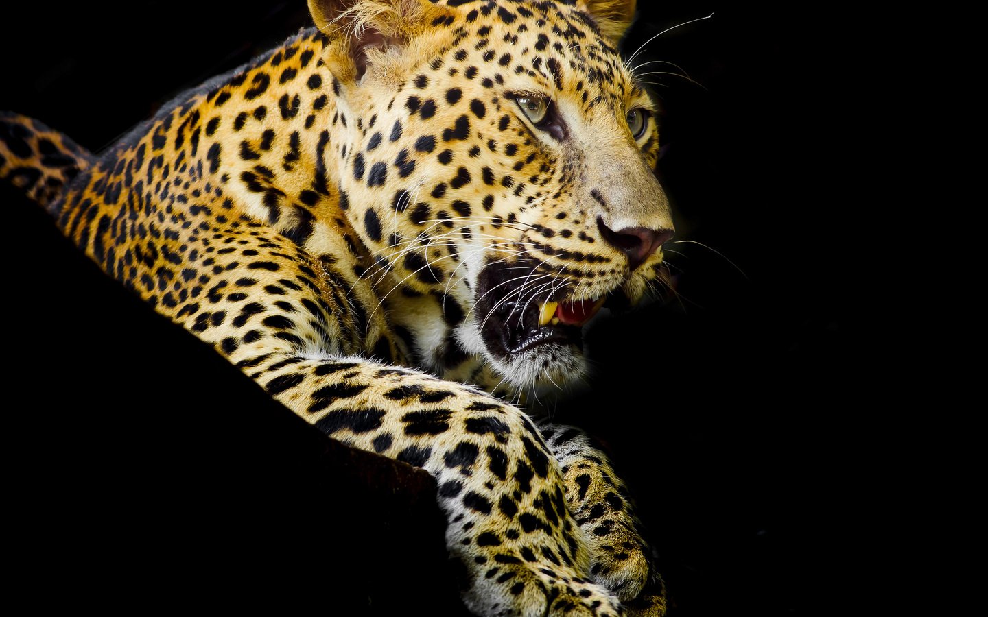 Обои лапы, леопард, клыки, хищник, черный фон, пятнистый, paws, leopard, fangs, predator, black background, spotted разрешение 4500x3600 Загрузить