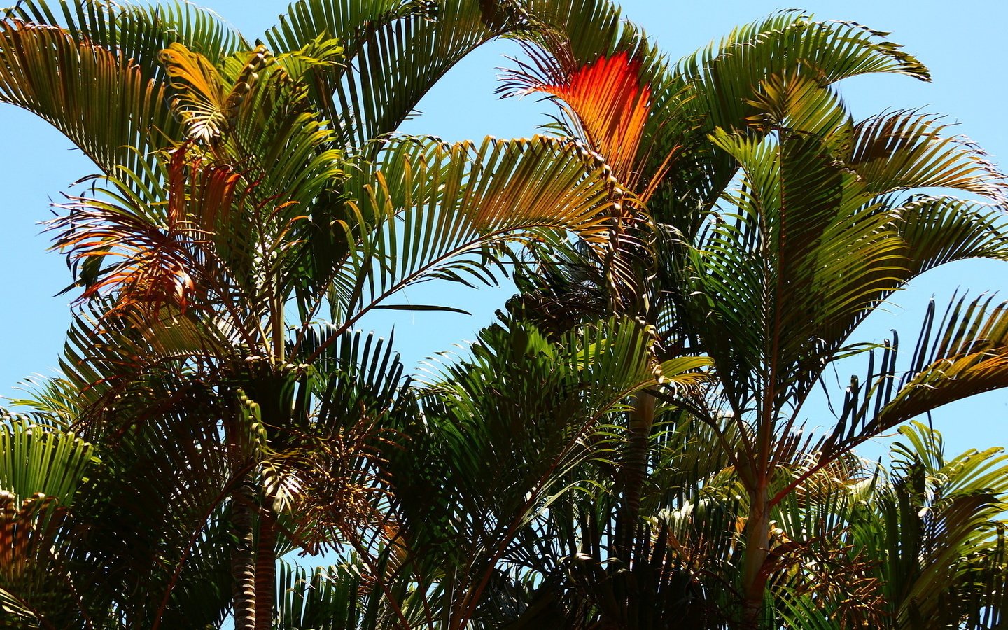 Обои пальмы, красивый, тропики, palm trees, beautiful, tropics разрешение 1920x1080 Загрузить
