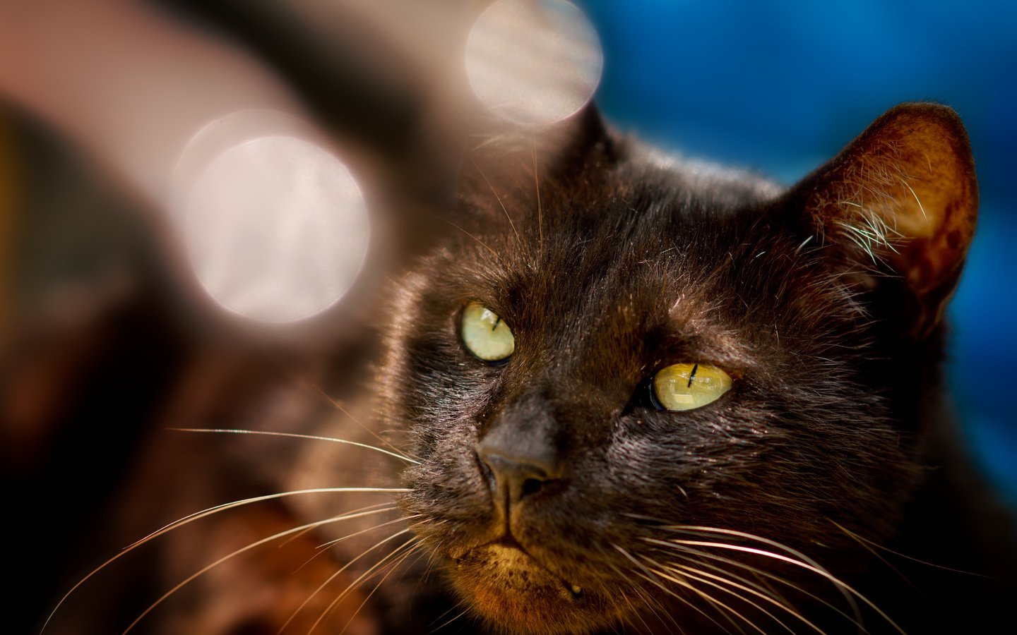 Обои кот, мордочка, черный, блики, cat, muzzle, black, glare разрешение 2048x1365 Загрузить