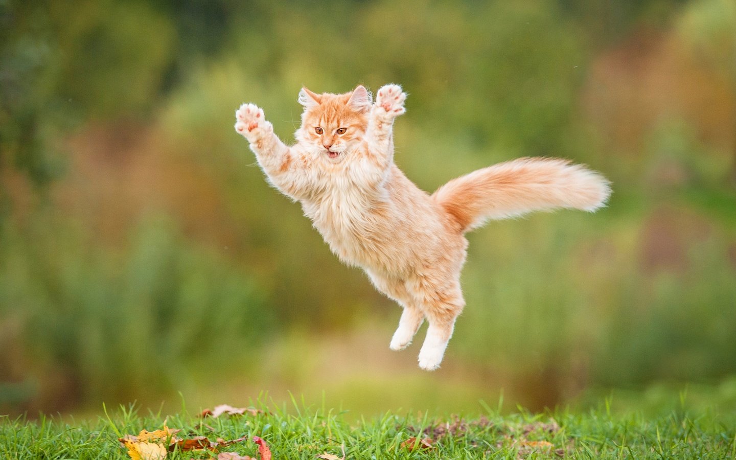 Обои кот, пушистый, прыжок, рыжий, рыжий кот, cat, fluffy, jump, red, red cat разрешение 3600x2395 Загрузить