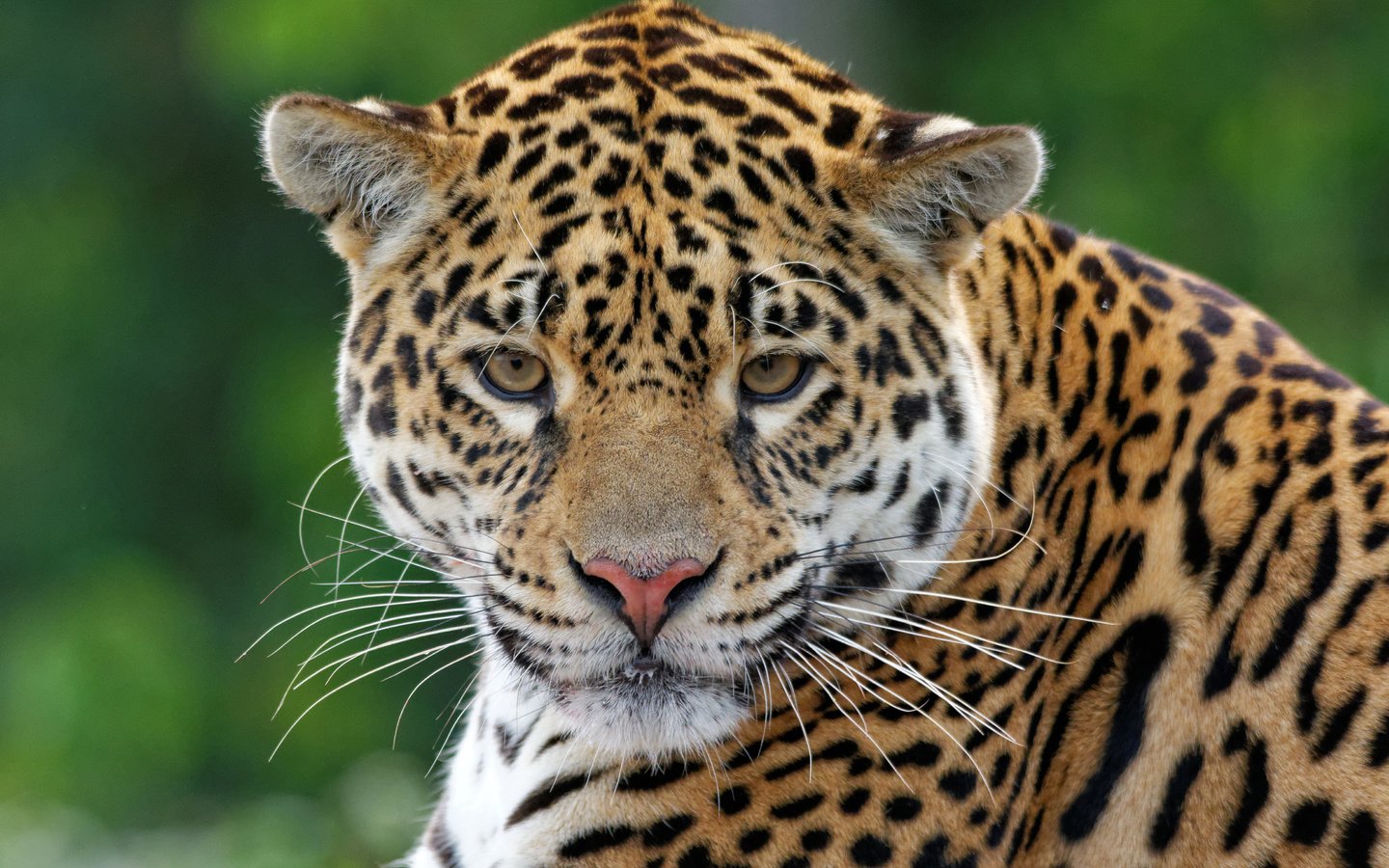 Обои хищник, ягуар, животное, ягуа́р, predator, jaguar, animal разрешение 4602x3068 Загрузить