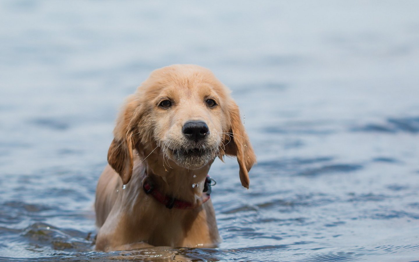 Обои вода, взгляд, собака, щенок, друг, water, look, dog, puppy, each разрешение 1920x1150 Загрузить