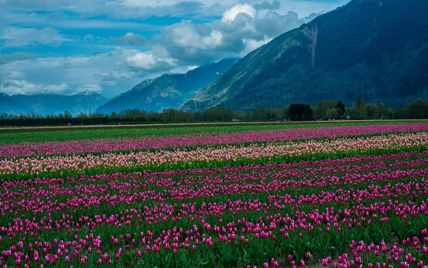 Обои небо, цветы, облака, горы, снег, природа, пейзаж, тюльпаны, the sky, flowers, clouds, mountains, snow, nature, landscape, tulips разрешение 2048x1367 Загрузить