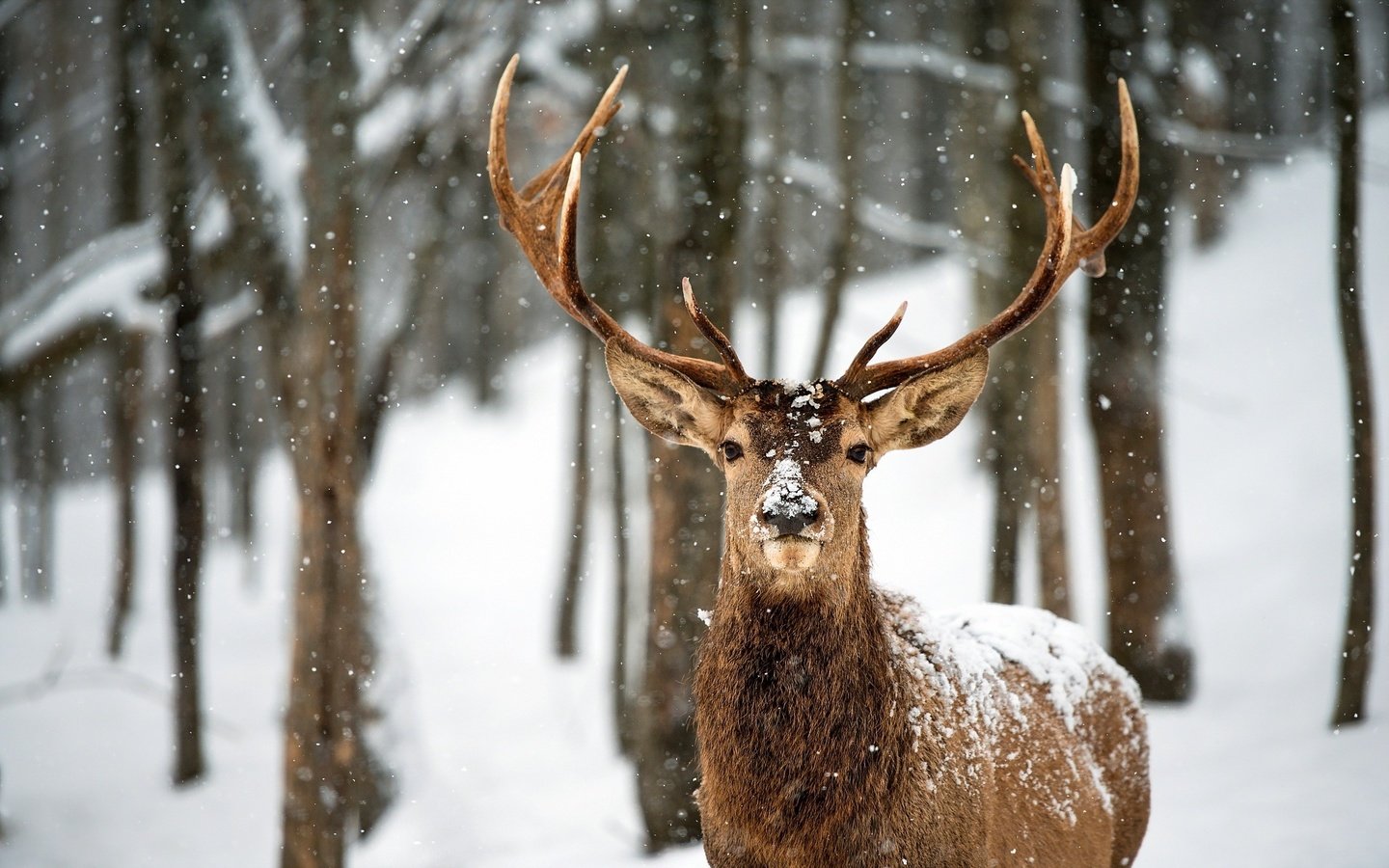 Обои деревья, снег, лес, олень, зима, рога, trees, snow, forest, deer, winter, horns разрешение 2560x1600 Загрузить