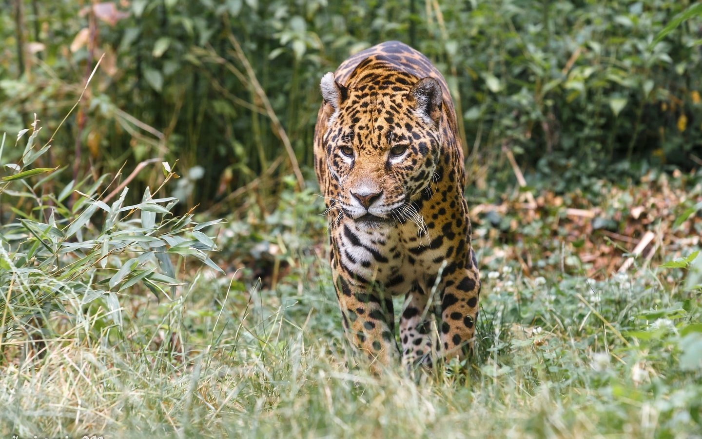 Обои хищник, ягуар, прогулка, зоопарк, дикая кошка, заросли, predator, jaguar, walk, zoo, wild cat, thickets разрешение 2048x1366 Загрузить