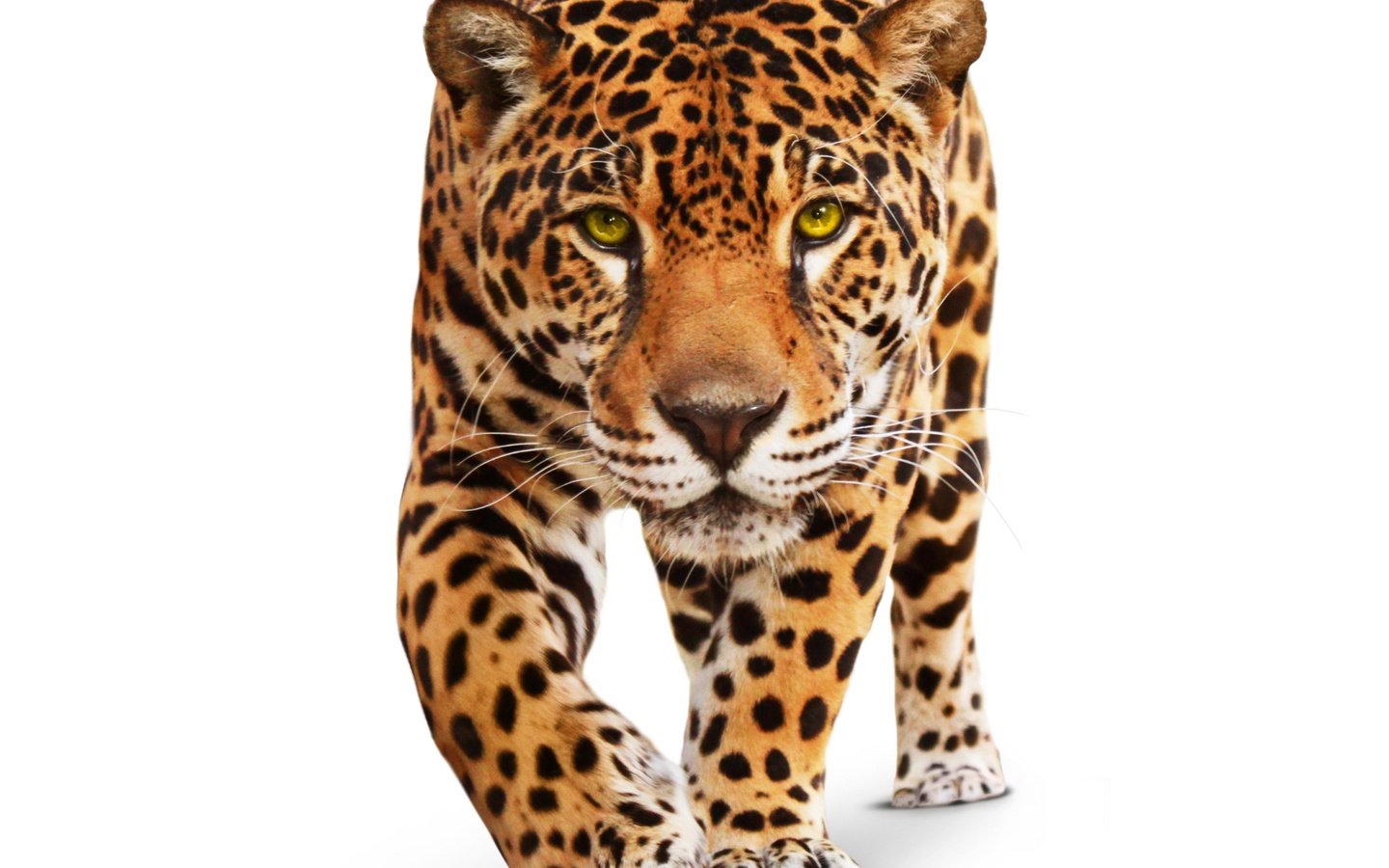 Обои глаза, взгляд, хищник, ягуар, белый фон, животное, дикая кошка, eyes, look, predator, jaguar, white background, animal, wild cat разрешение 4174x3496 Загрузить