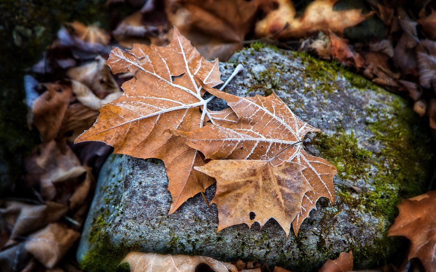 Обои природа, листья, осень, камень, кленовый лист, осенние листья, nature, leaves, autumn, stone, maple leaf, autumn leaves разрешение 2560x1592 Загрузить