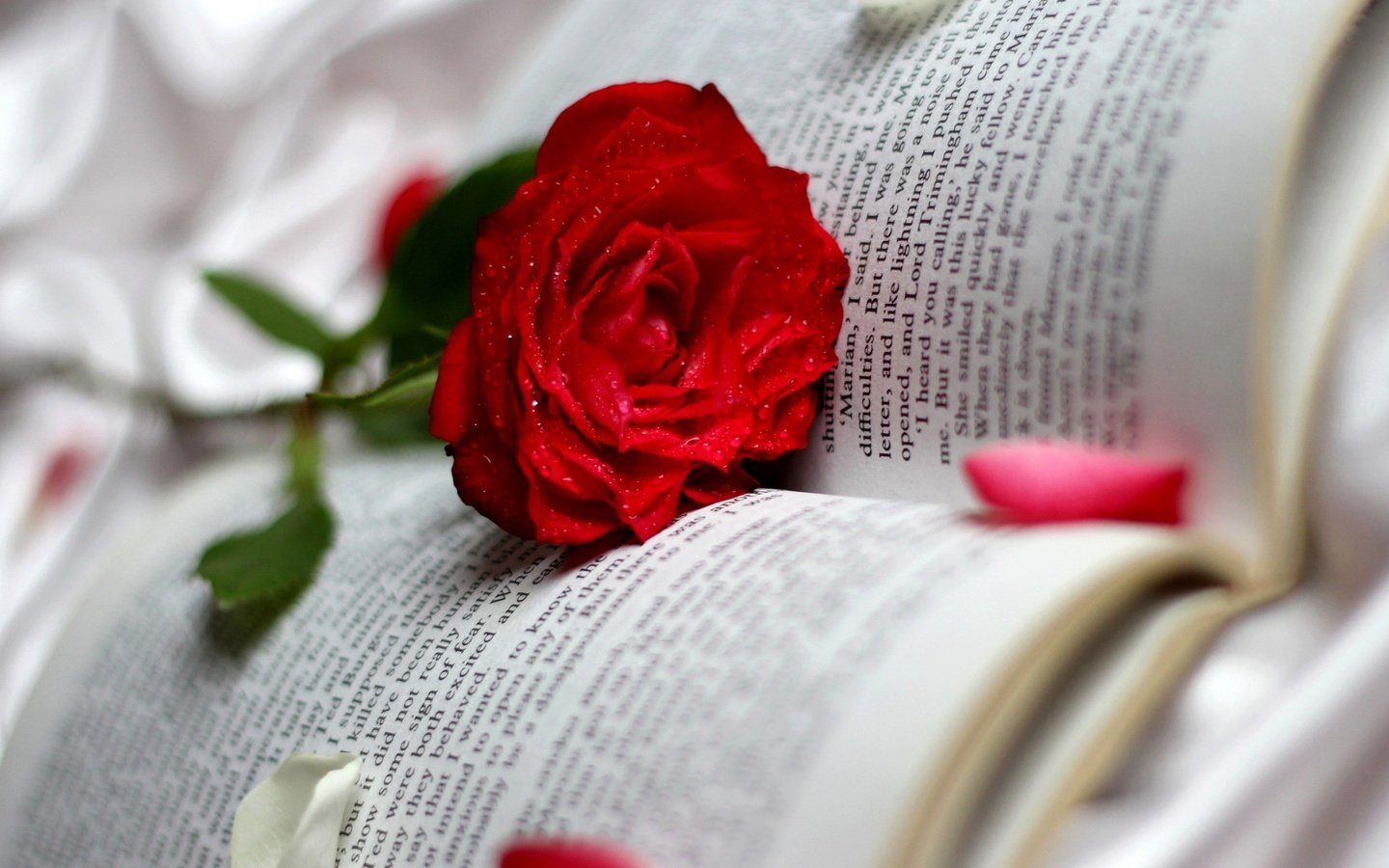 Обои цветок, роза, книга, flower, rose, book разрешение 1920x1080 Загрузить