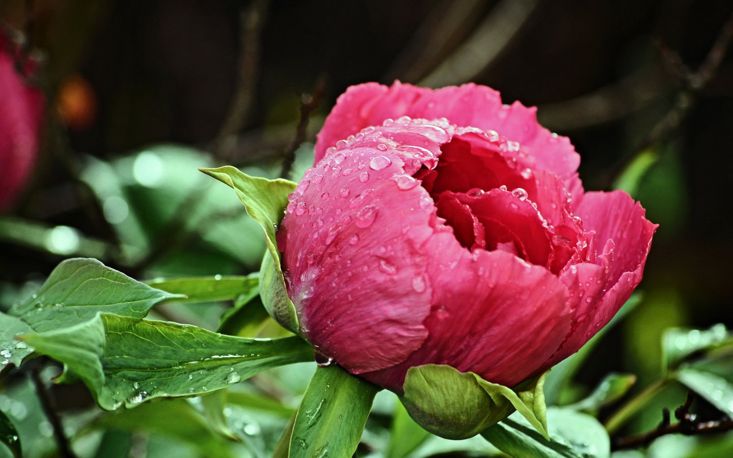 Обои капли, бутон, розовый, пион, после дождя, drops, bud, pink, peony, after the rain разрешение 2048x1363 Загрузить