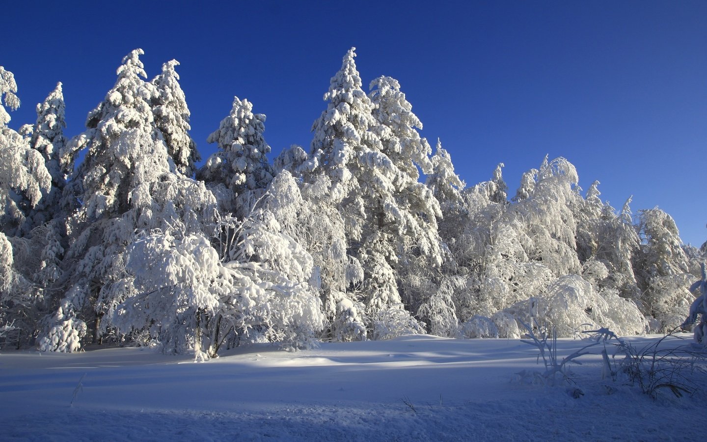 Обои деревья, снег, зима, сказка, trees, snow, winter, tale разрешение 2400x1600 Загрузить