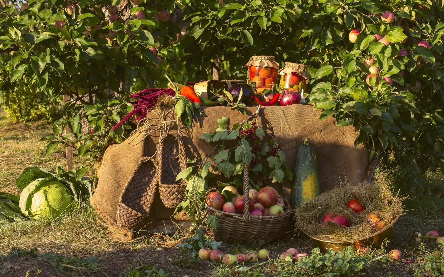 Обои яблоки, сад, лук, урожай, овощи, капуста, кабачки, яблони, apples, garden, bow, harvest, vegetables, cabbage, zucchini, apple разрешение 2400x1600 Загрузить