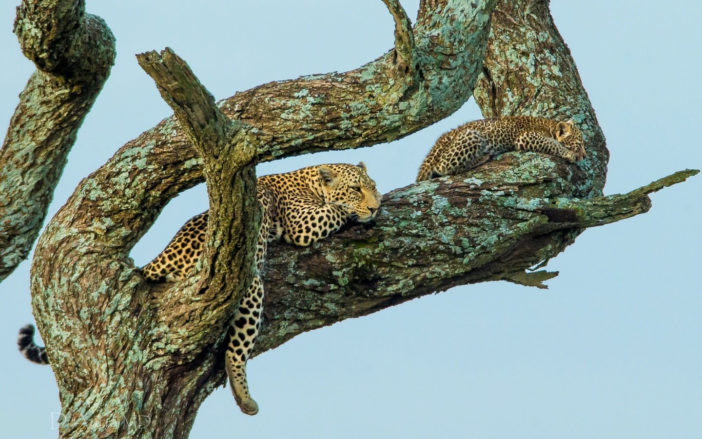 Обои дерево, отдых, малыш, леопарды, tree, stay, baby, leopards разрешение 1950x1096 Загрузить