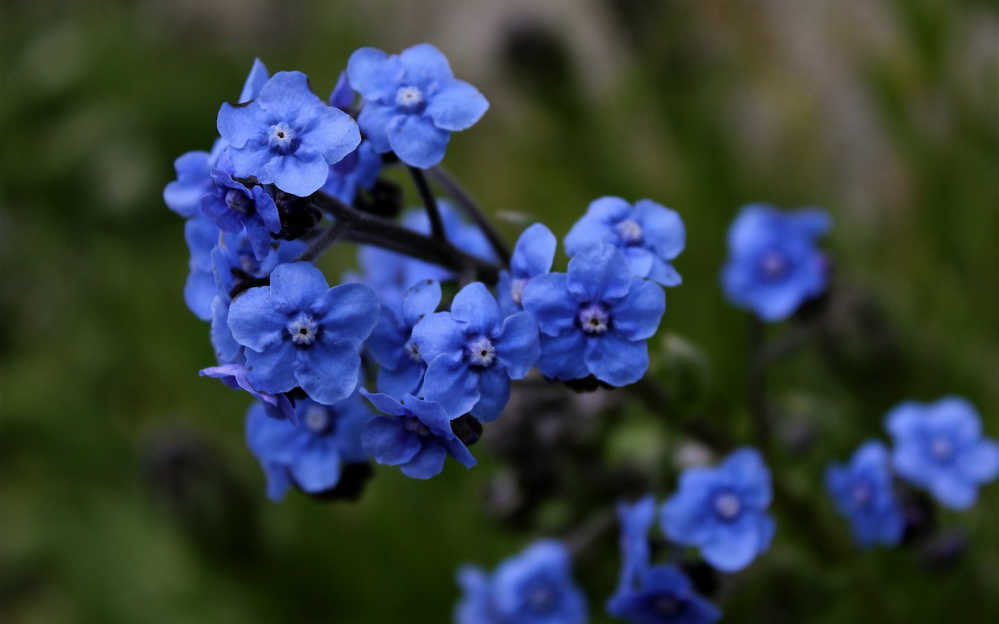 Обои цветы, незабудки, синие, голубая,  цветы, flowers, forget-me-nots, blue разрешение 4928x3276 Загрузить