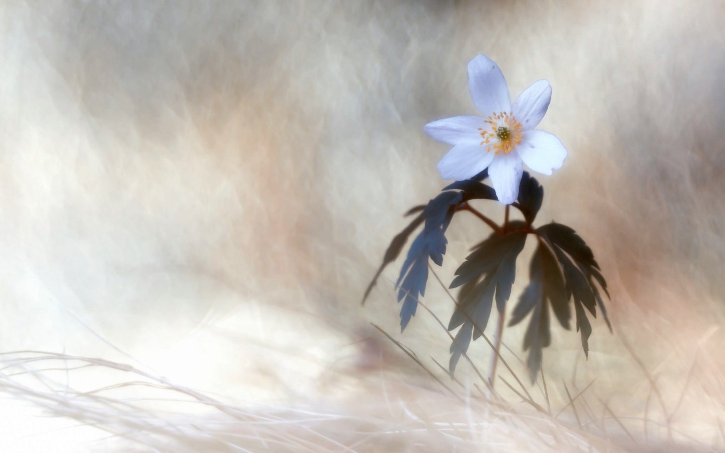 Обои природа, макро, цветок, белый, анемон, nature, macro, flower, white, anemone разрешение 2048x1293 Загрузить