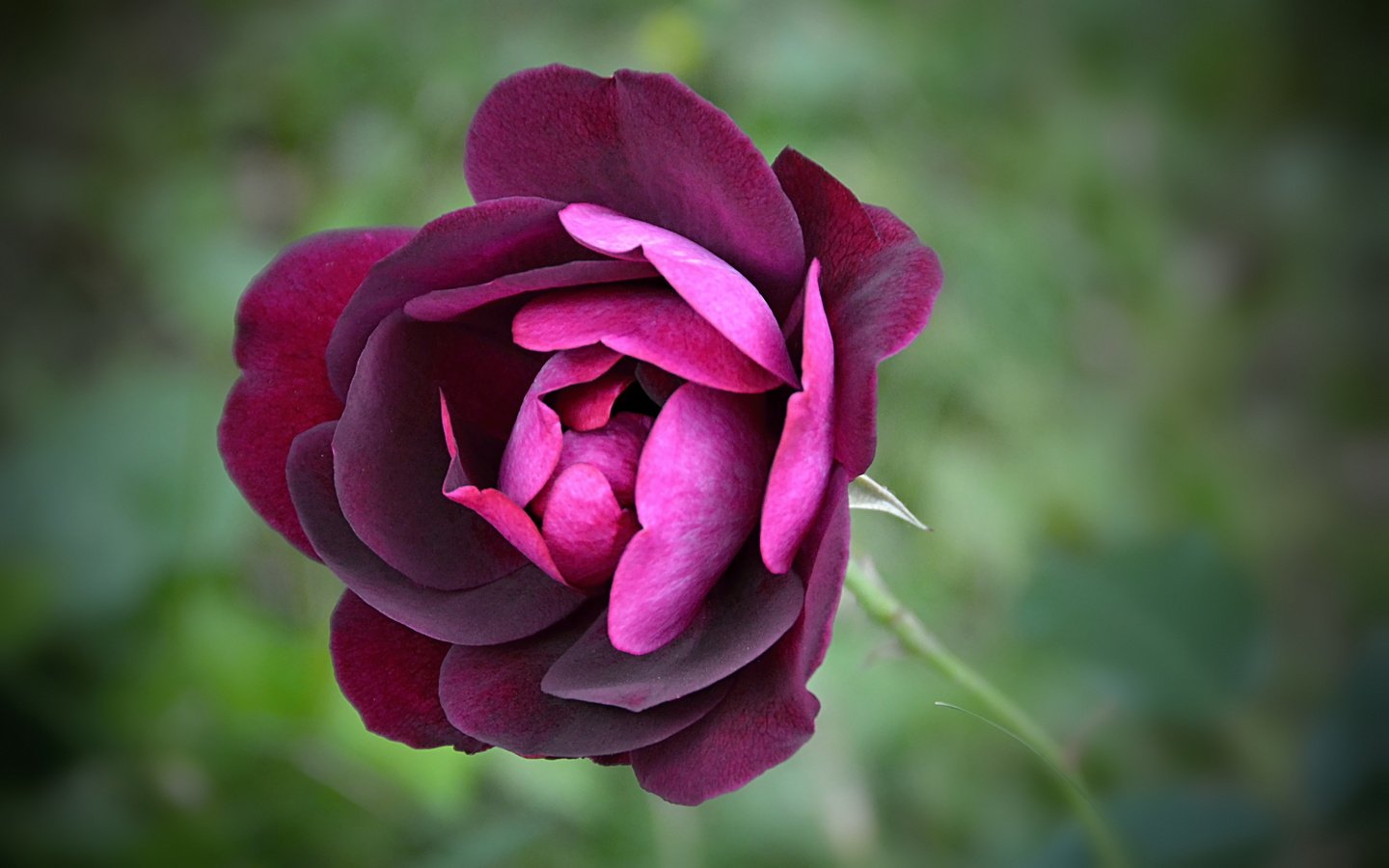 Обои цветок, роза, фиолетовый, боке,  цветы, лиловая, flower, rose, purple, bokeh, flowers разрешение 5142x3312 Загрузить