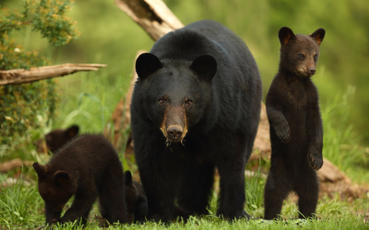 Обои животные, семья, медведи, стойка, медведица, медвежата, барибал, чёрный медведь, animals, family, bears, stand, bear, baribal, black bear разрешение 2048x1365 Загрузить