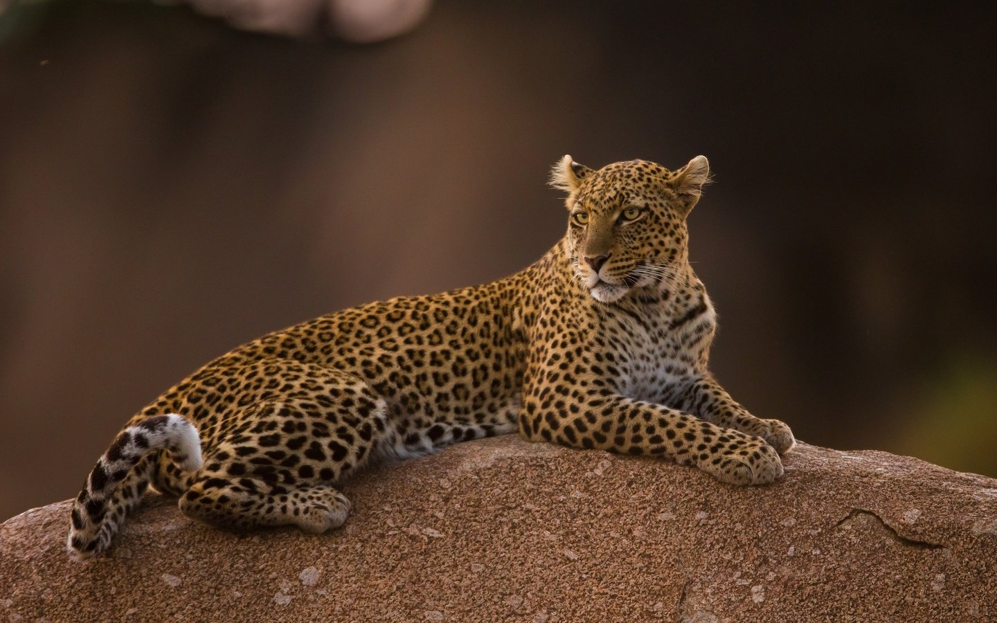 Обои леопард, пятна, хищник, leopard, spot, predator разрешение 1930x1242 Загрузить