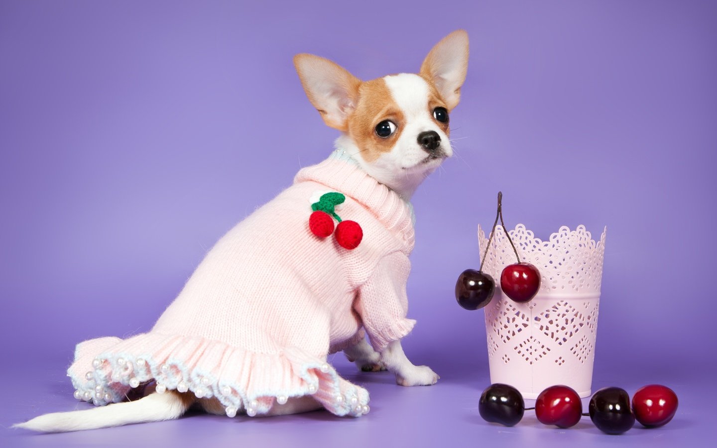 Обои платье, мордочка, взгляд, собака, ягоды, вишня, чихуахуа, dress, muzzle, look, dog, berries, cherry, chihuahua разрешение 3600x2343 Загрузить