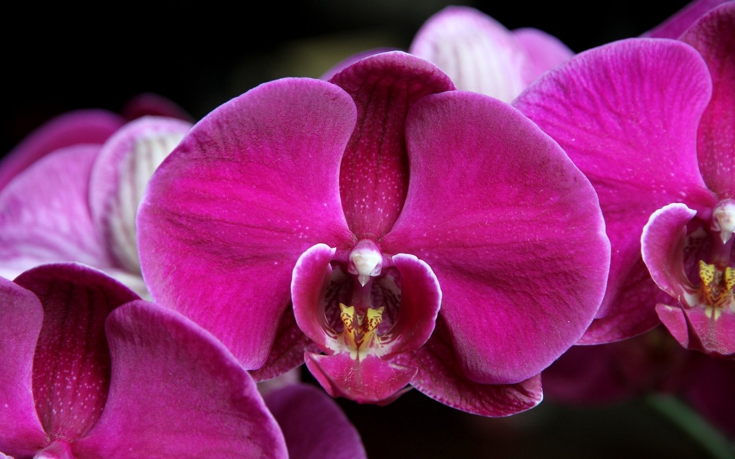 Обои макро, лепестки, орхидея, фаленопсис, малиновый, macro, petals, orchid, phalaenopsis, raspberry разрешение 2048x1365 Загрузить
