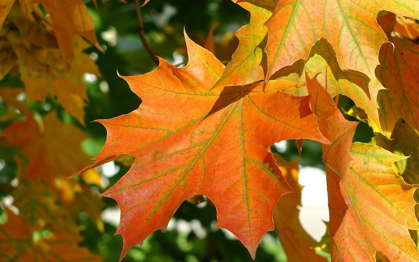 Обои листья, осень, клен, leaves, autumn, maple разрешение 2048x1348 Загрузить