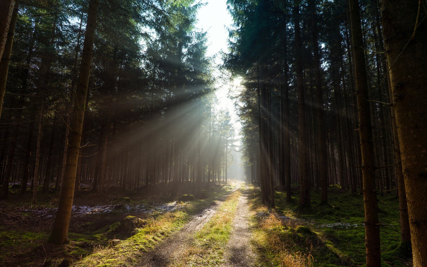 Обои дорога, деревья, лес, солнечный свет, road, trees, forest, sunlight разрешение 2048x1365 Загрузить