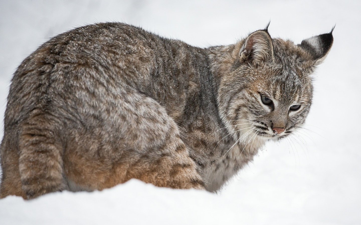 Обои снег, рысь, хищник, snow, lynx, predator разрешение 2048x1203 Загрузить