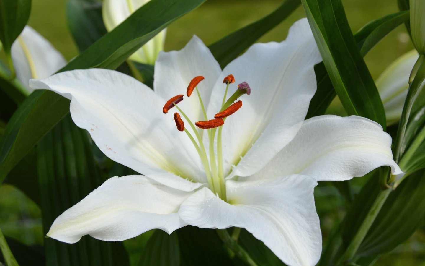 Обои макро, лилия, белая, macro, lily, white разрешение 2048x1362 Загрузить