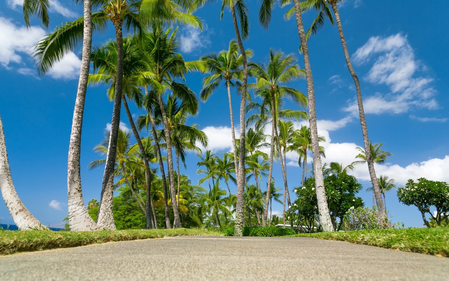 Обои небо, облака, море, пальмы, тропики, гавайи, the sky, clouds, sea, palm trees, tropics, hawaii разрешение 2880x1920 Загрузить
