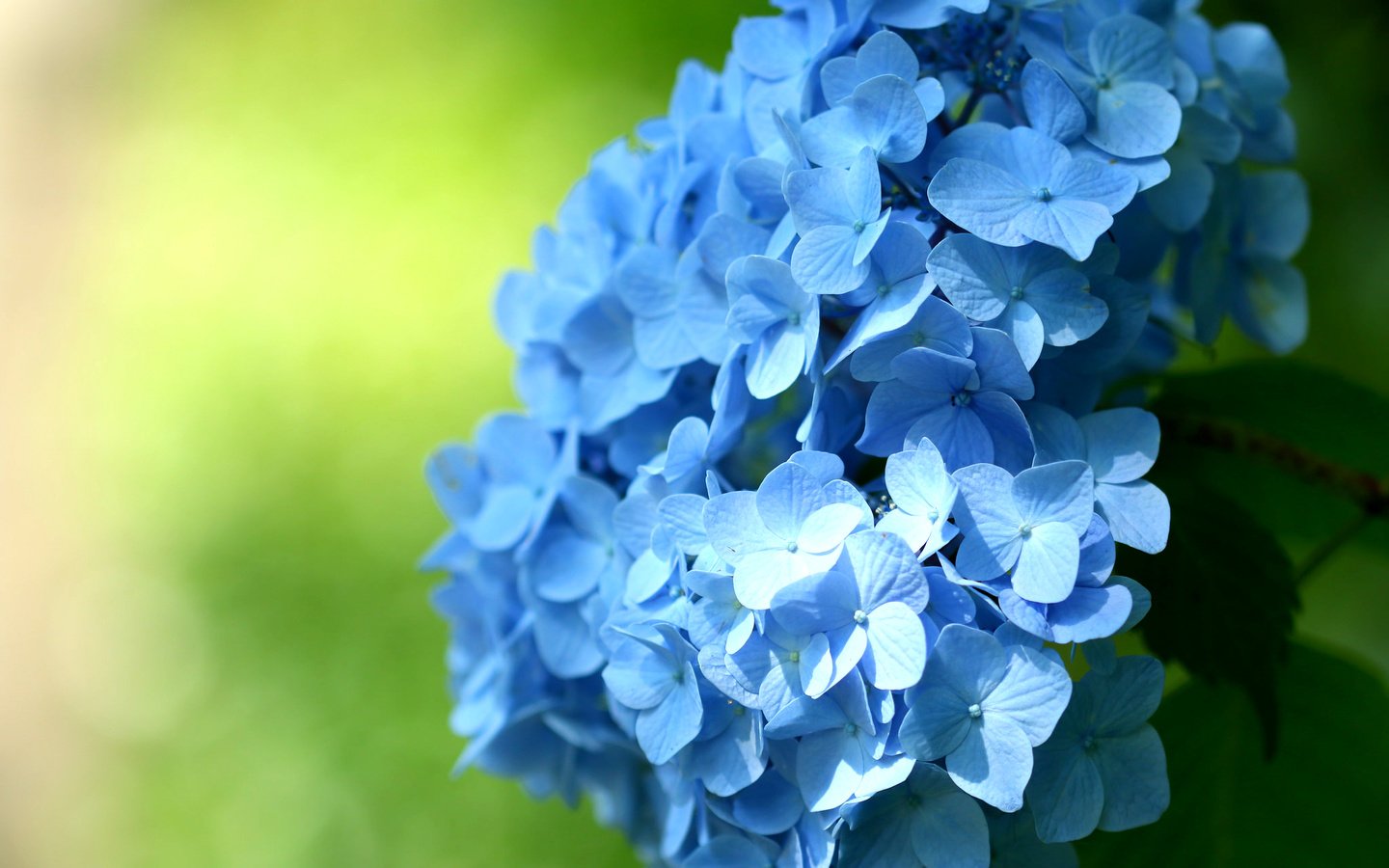 Обои цветы, макро, голубые, соцветие, гортензия, flowers, macro, blue, inflorescence, hydrangea разрешение 2048x1365 Загрузить