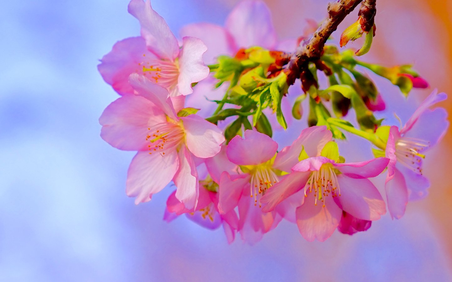 Обои ветка, цветение, макро, весна, вишня, сакура, цветки, branch, flowering, macro, spring, cherry, sakura, flowers разрешение 2319x1547 Загрузить