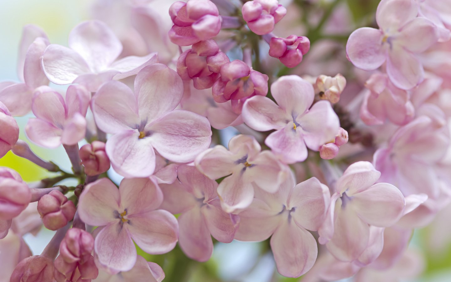 Обои макро, весна, нежность, сирень, macro, spring, tenderness, lilac разрешение 2048x1365 Загрузить