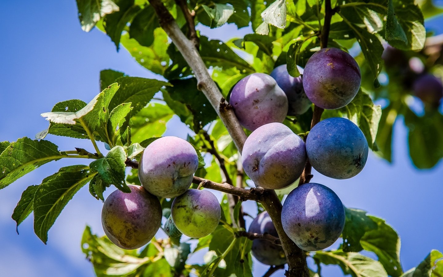 Обои небо, листья, плоды, сливы, the sky, leaves, fruit, plum разрешение 2048x1344 Загрузить