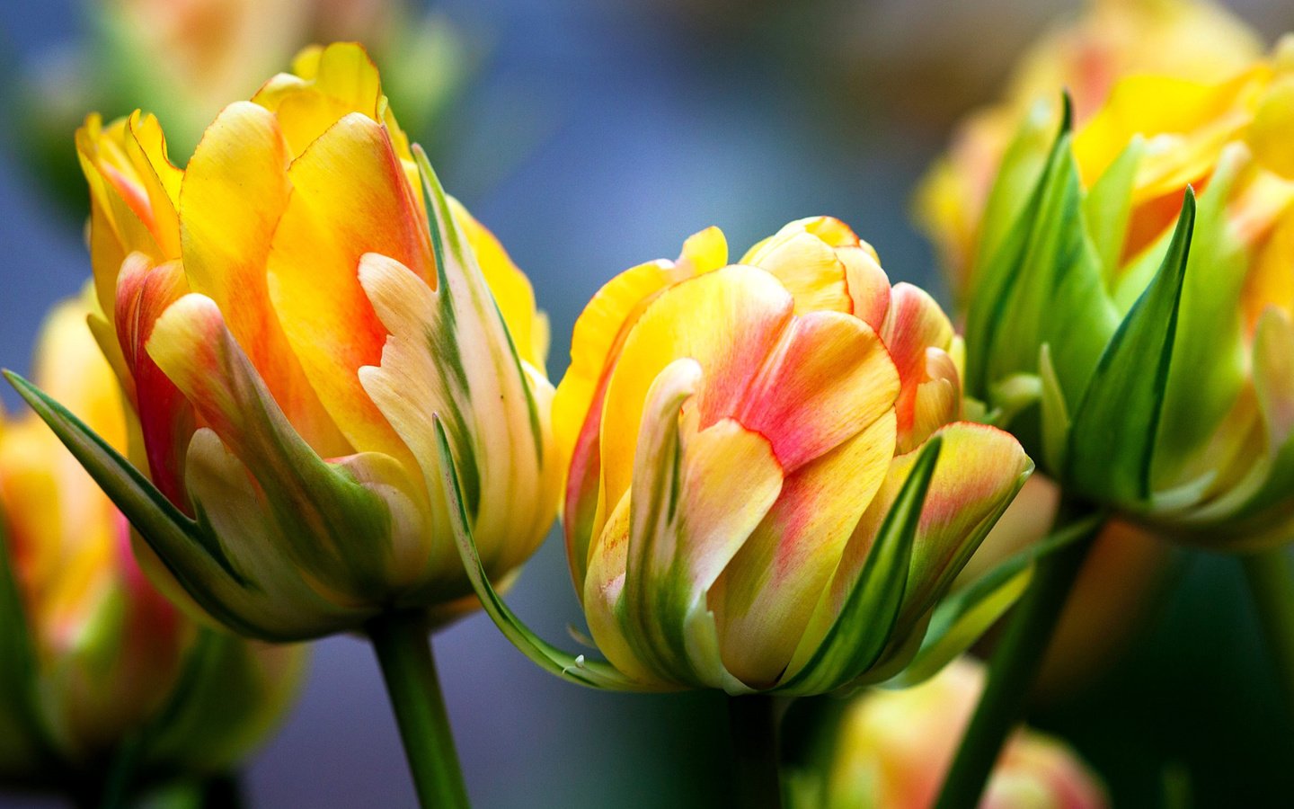Обои цветы, макро, тюльпаны, яркие, желтые цветы, flowers, macro, tulips, bright, yellow flowers разрешение 1920x1080 Загрузить