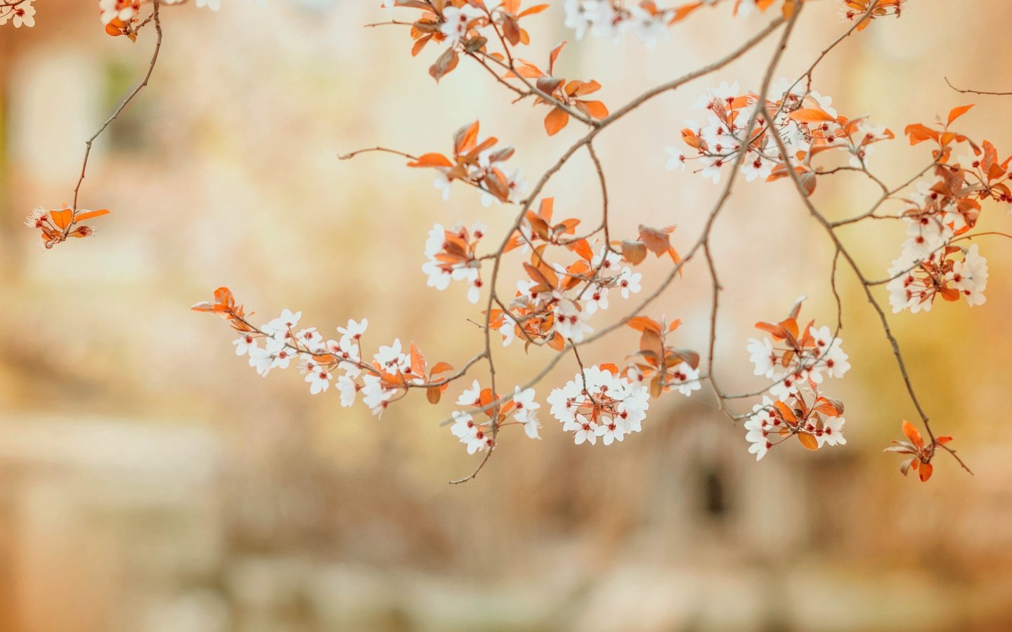 Обои цветы, ветви, весна,  цветы, ветками, бутончики, flowers, branch, spring, branches, buds разрешение 4288x2848 Загрузить