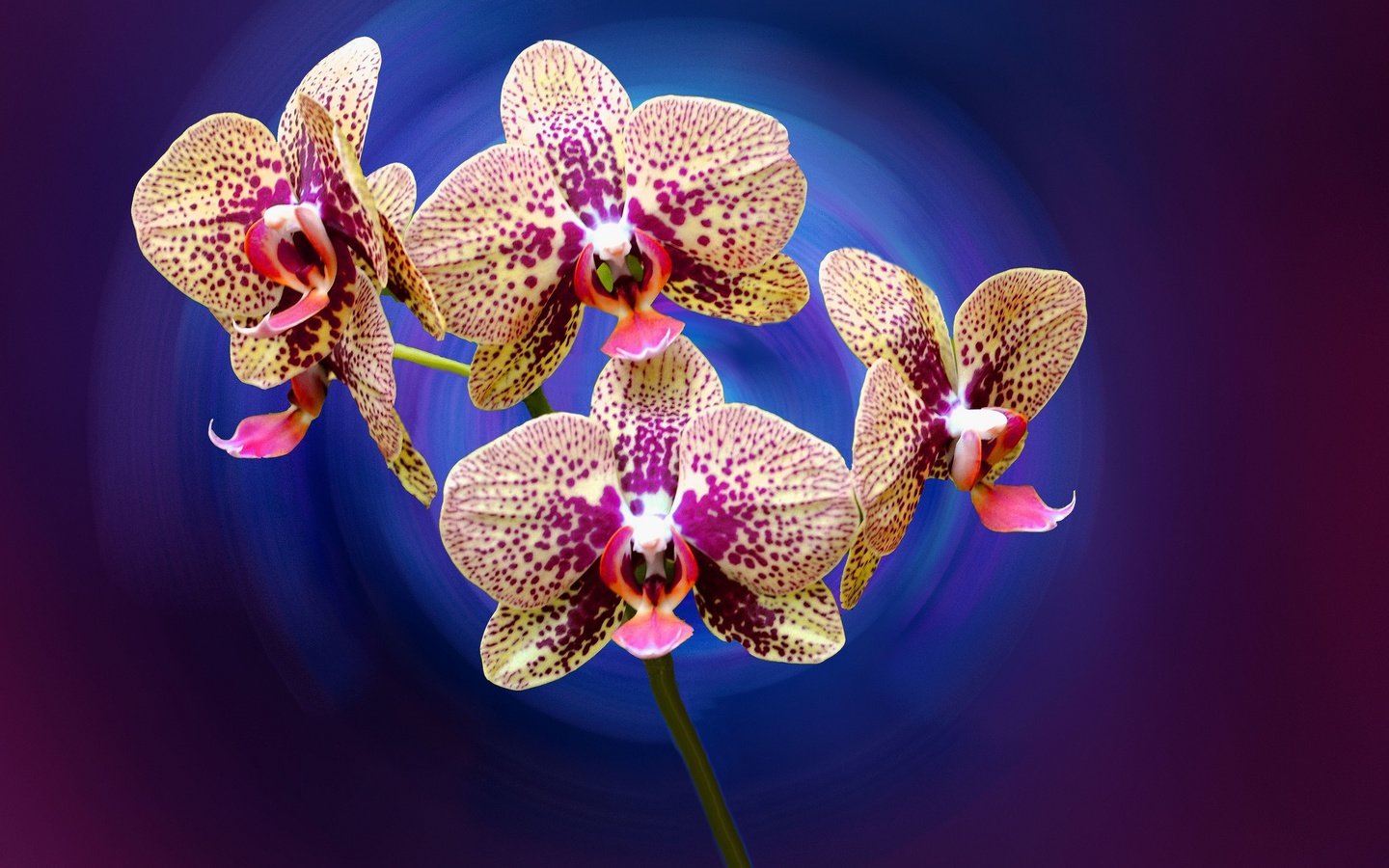 Обои цветы, лепестки, орхидея, flowers, petals, orchid разрешение 2048x1360 Загрузить