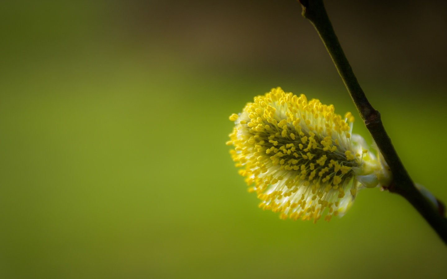 Обои природа, дерево, макро, весна, ива, верба, nature, tree, macro, spring, iva, verba разрешение 5272x3515 Загрузить