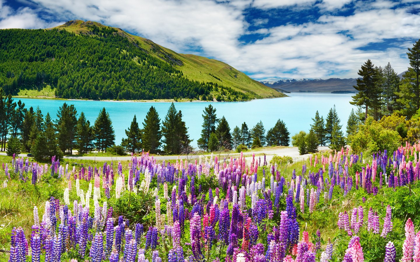 Обои небо, цветы, облака, река, горы, лес, люпины, the sky, flowers, clouds, river, mountains, forest, lupins разрешение 1920x1200 Загрузить