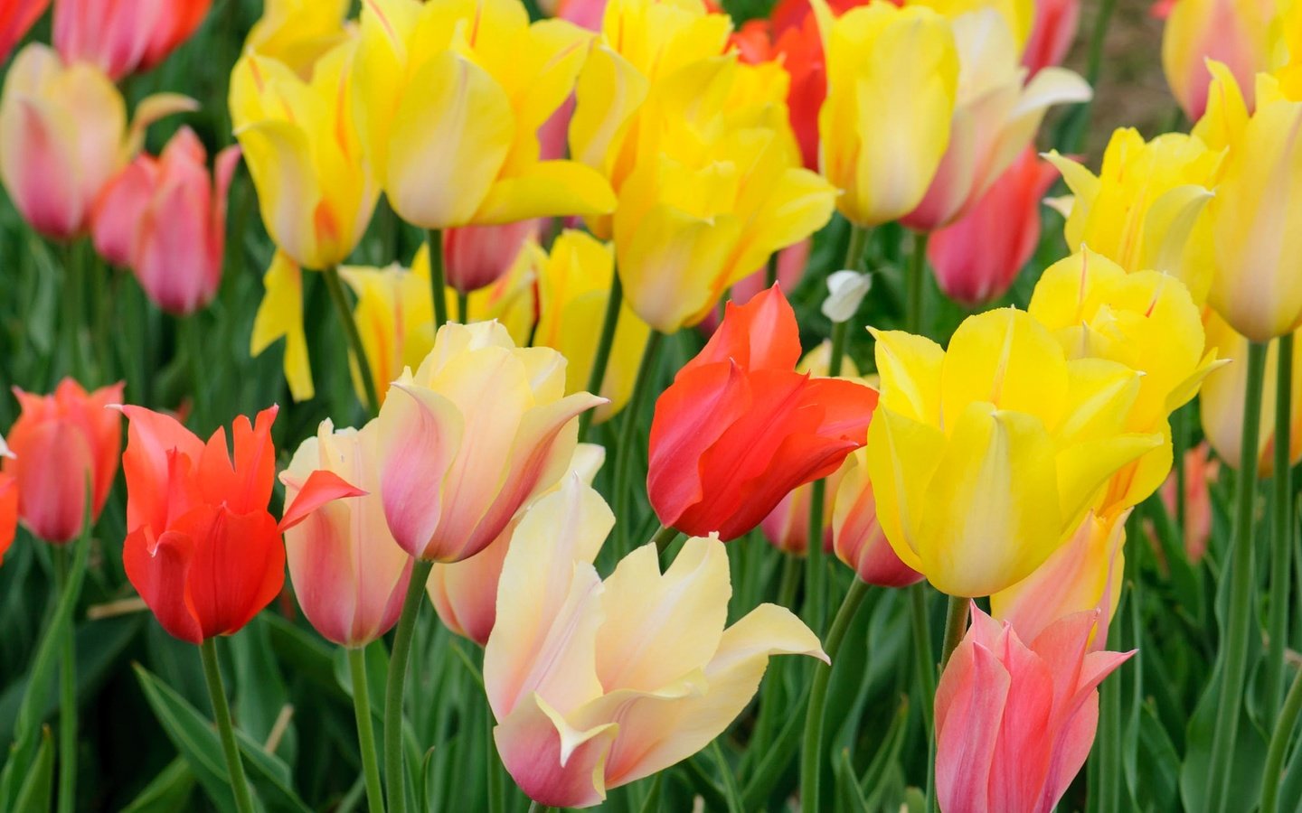 Обои цветы, лепестки, луг, весна, тюльпаны, flowers, petals, meadow, spring, tulips разрешение 2048x1369 Загрузить