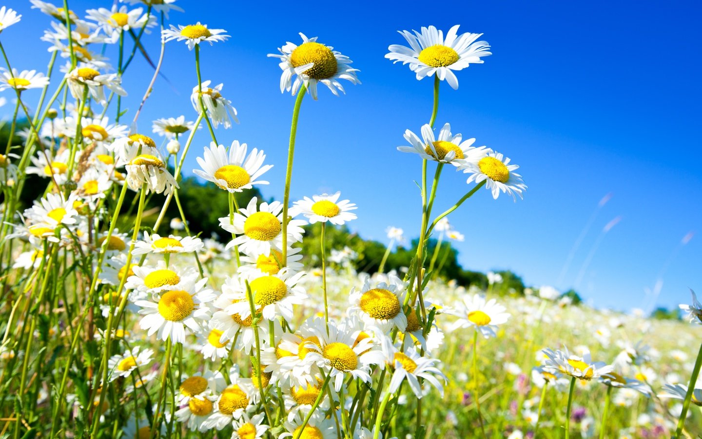 Обои небо, цветы, солнце, поле, весна, ромашки, the sky, flowers, the sun, field, spring, chamomile разрешение 5018x3345 Загрузить