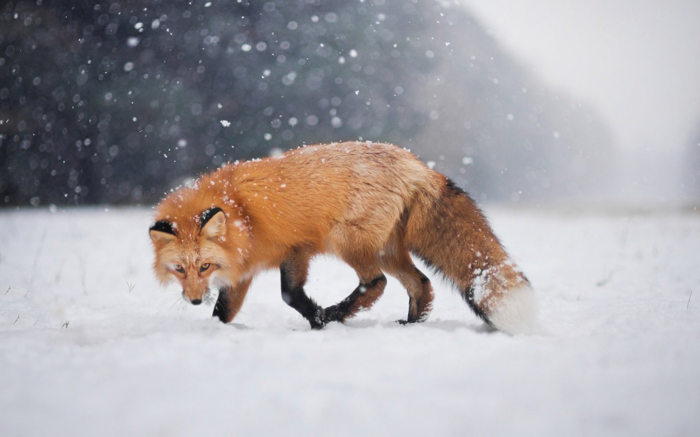Обои снег, зима, взгляд, лиса, лисица, боке, snow, winter, look, fox, bokeh разрешение 2048x1367 Загрузить