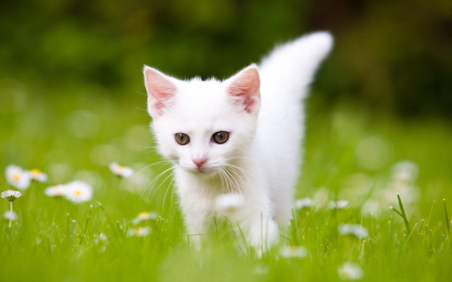 Обои трава, кот, котенок, белый, ромашки, grass, cat, kitty, white, chamomile разрешение 2560x1600 Загрузить