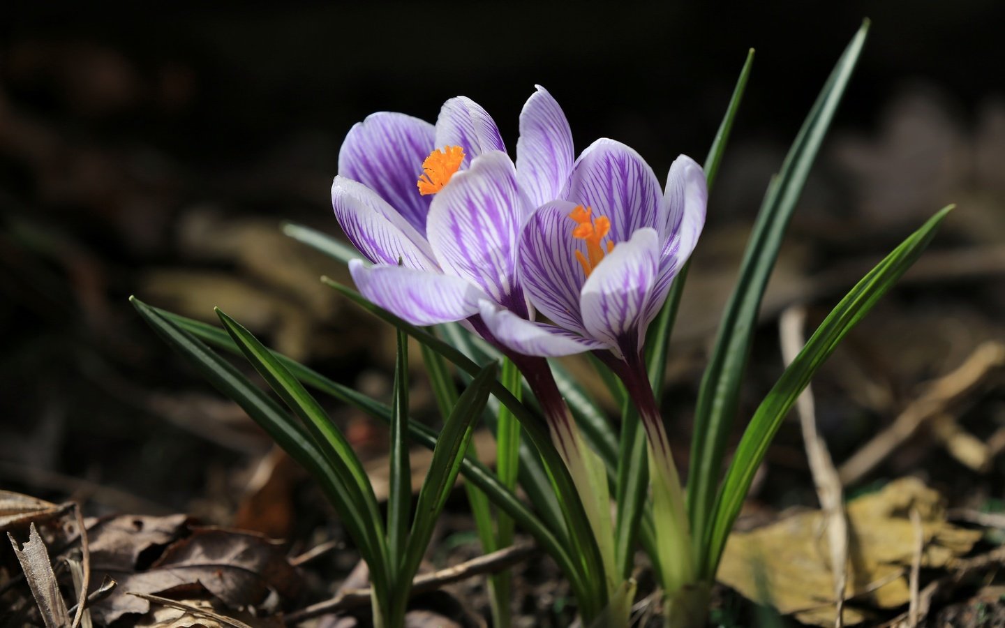 Обои цветы, весна, крокус, шафран, flowers, spring, krokus, saffron разрешение 2048x1365 Загрузить