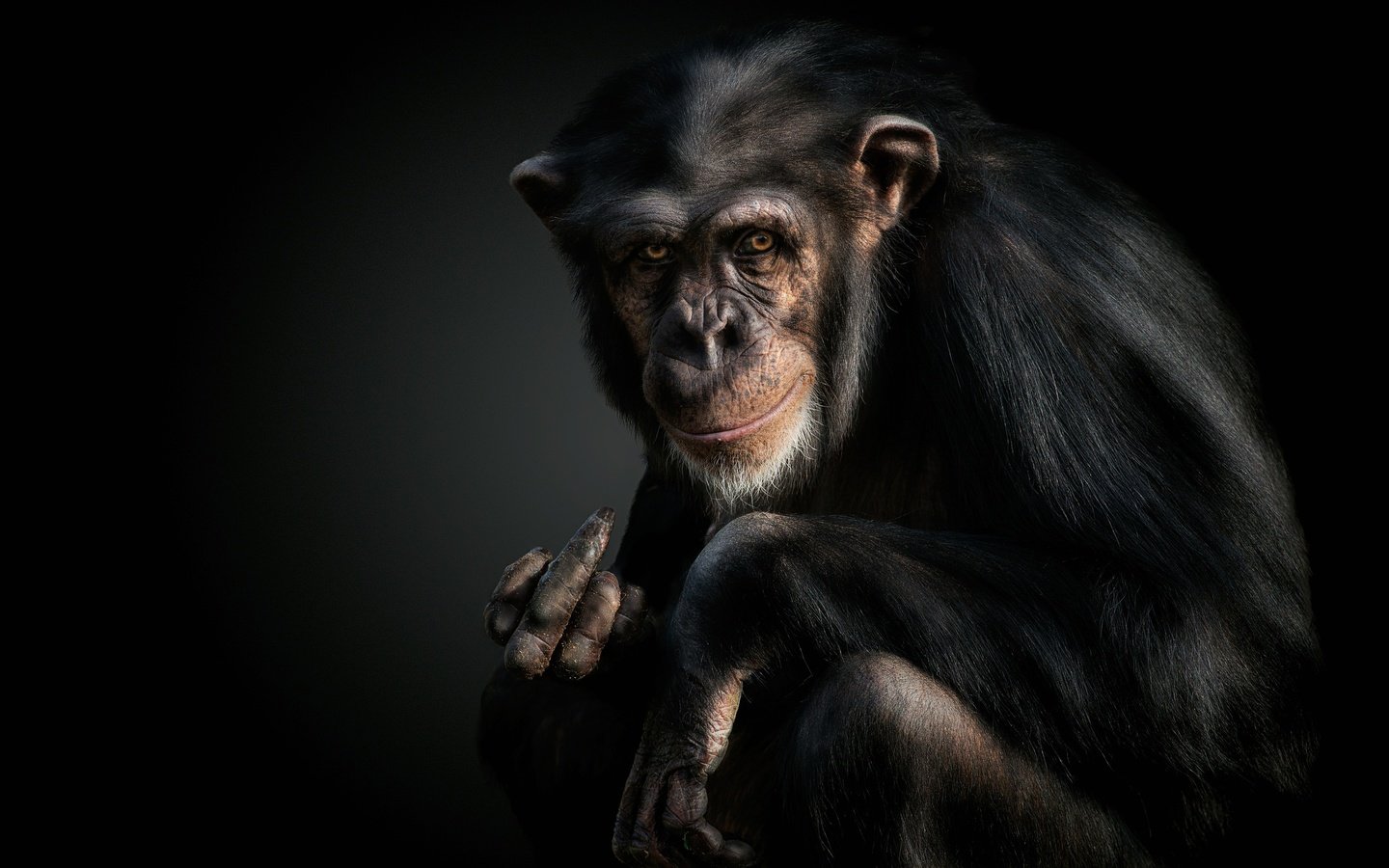 Обои морда, взгляд, черный фон, обезьяна, жест, шимпанзе, face, look, black background, monkey, gesture, chimpanzees разрешение 2500x1680 Загрузить